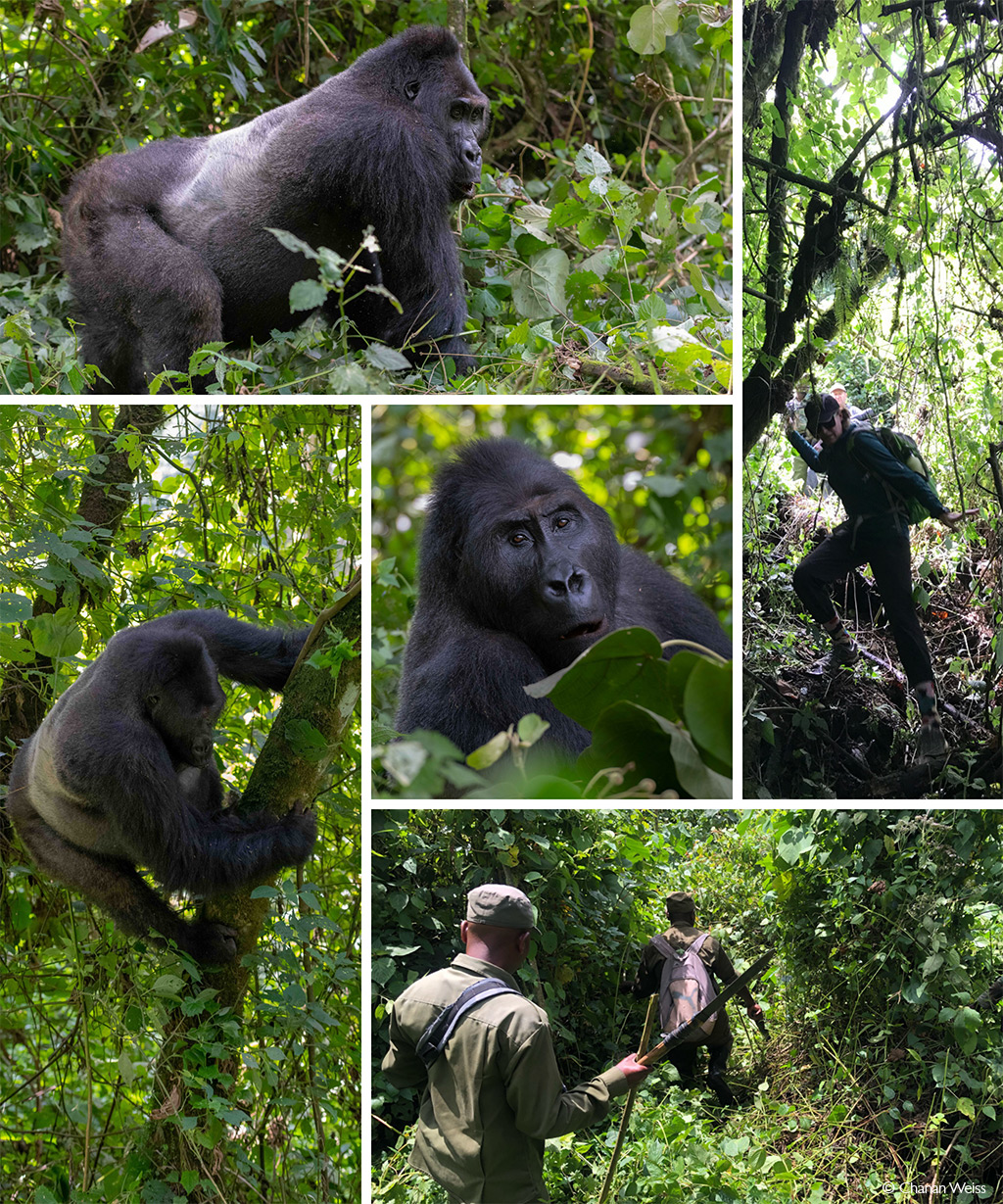 New study in Rwanda shows gorilla orphans thrive thanks to strong social  ties