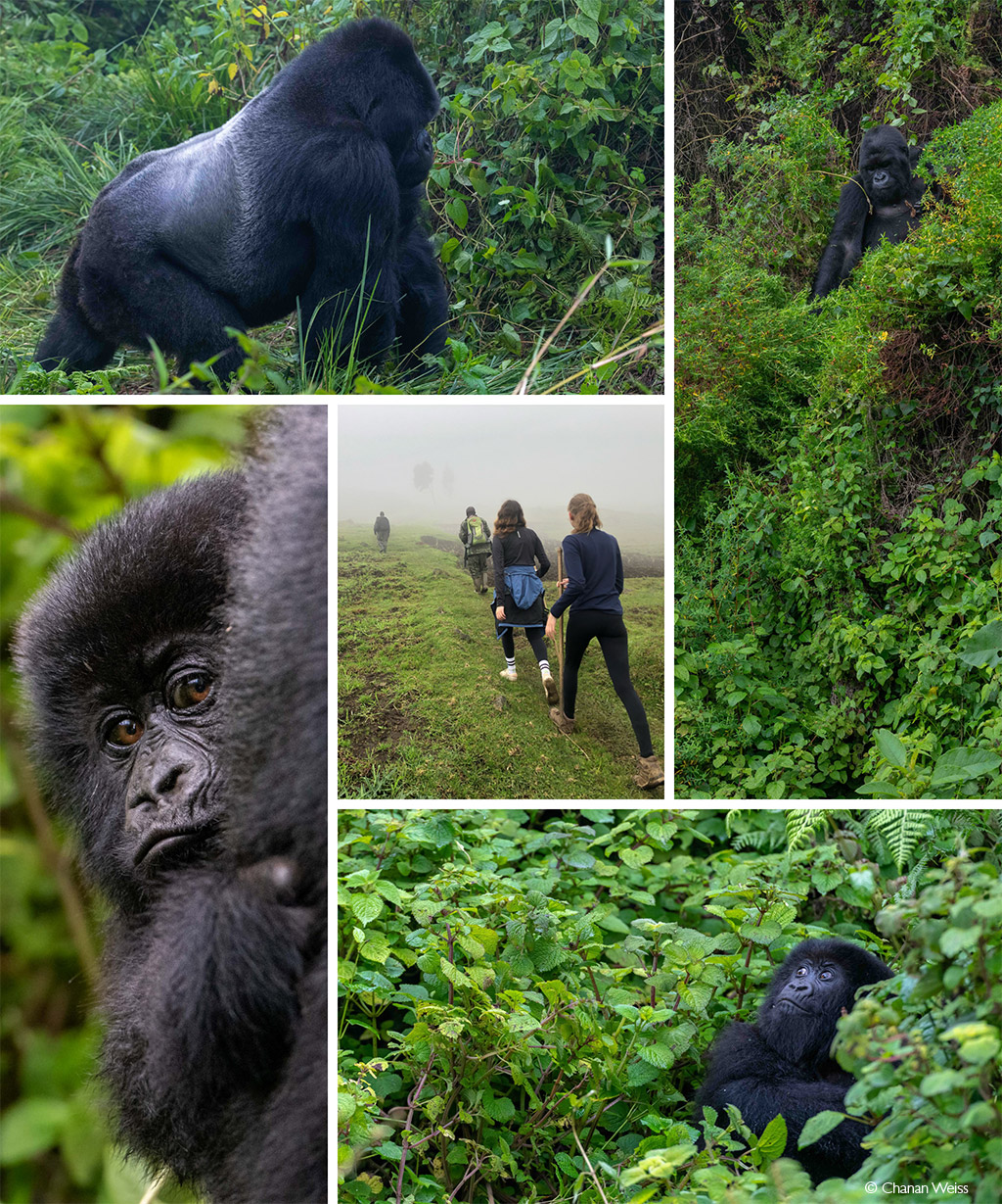 Gorillas in Volcanoes National Park, Rwanda