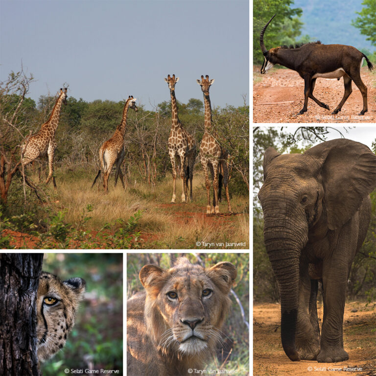 Selati Game Reserve - Africa Geographic