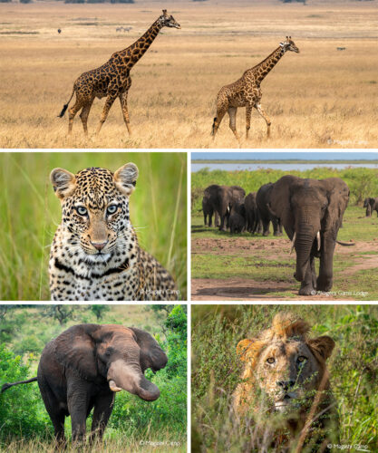 Akagera National Park - Africa Geographic