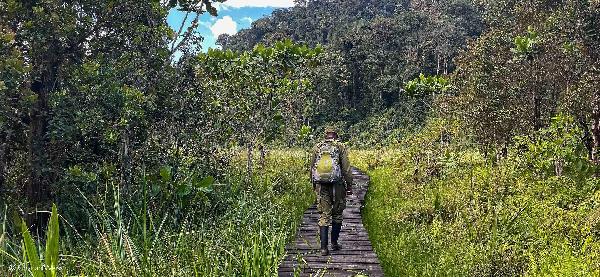 Nyungwe Forest Rwanda