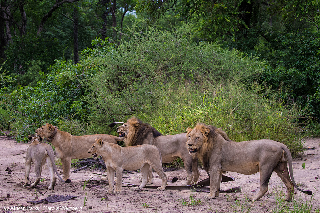 African safari