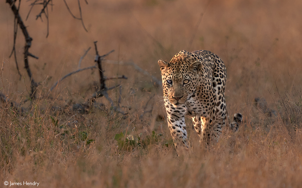 leopards