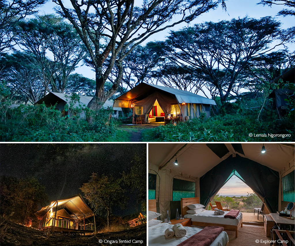 da wild canvas safari tents