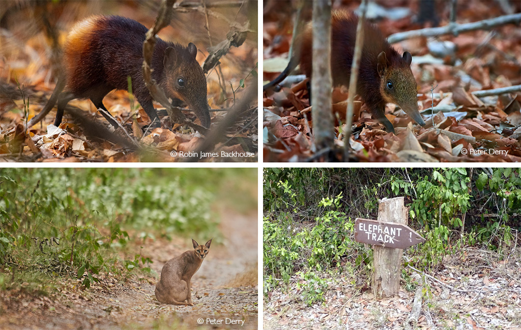 Scourge of squirrels: Gardener seeks balance in onslaught of tomato-craving  rodents