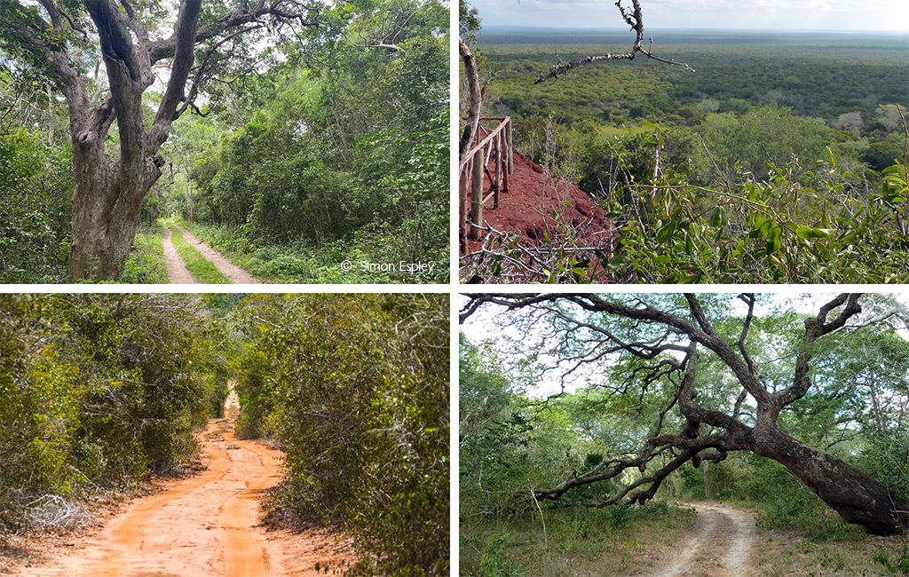 Arabuko-Sokoke Forest