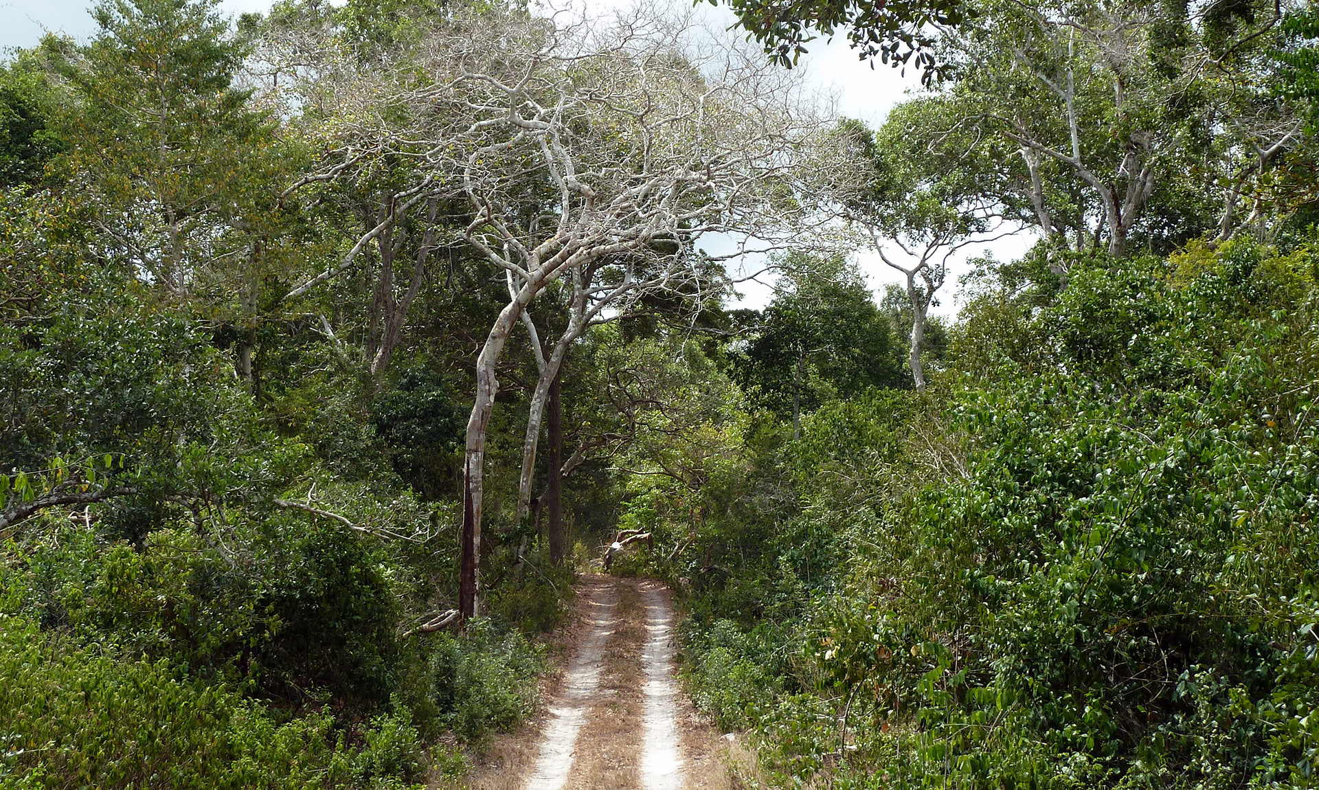 Arabuko-Sokoke Forest