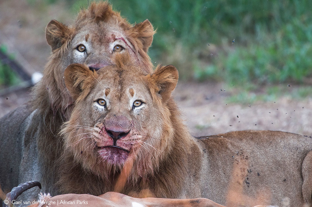 wilderness safaris akagera national park