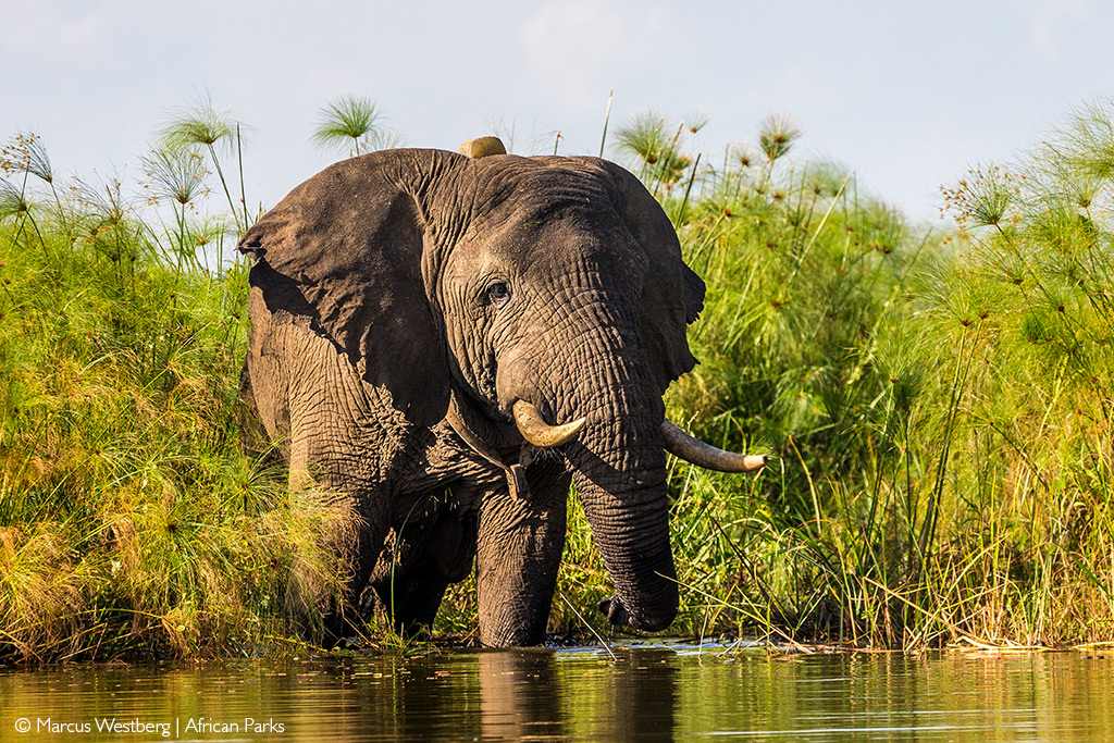 wilderness safaris akagera national park