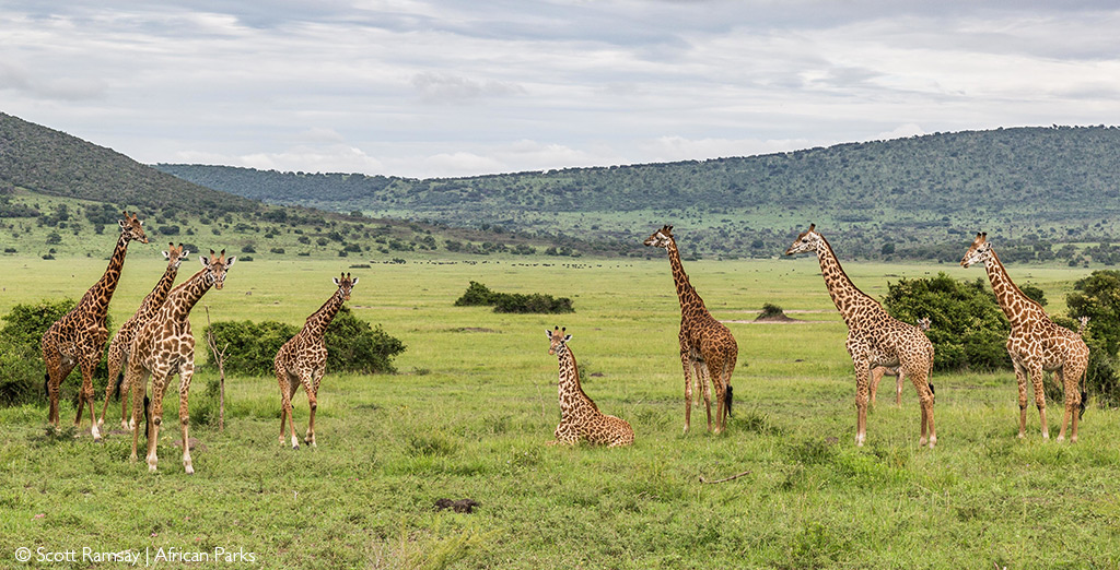 wilderness safaris akagera national park