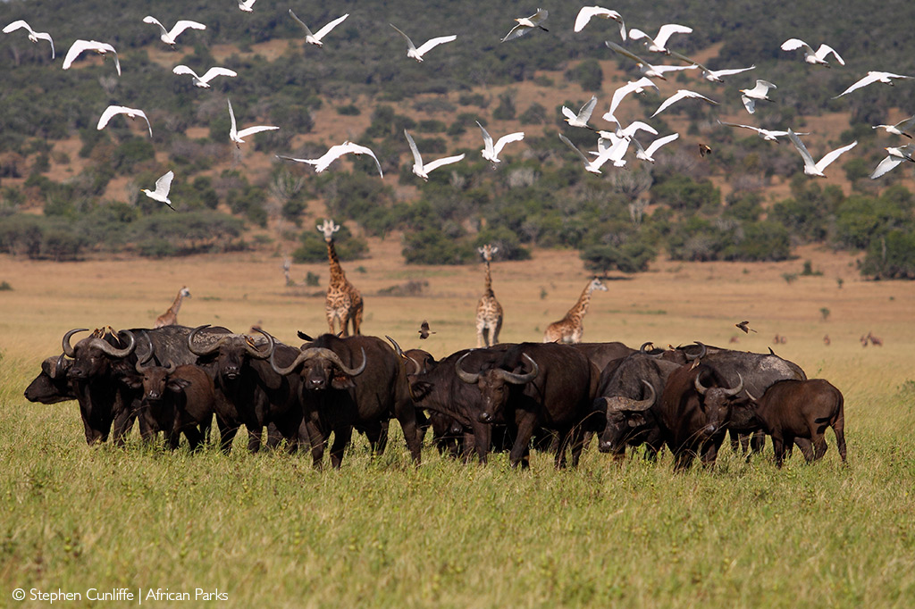 wilderness safaris akagera national park