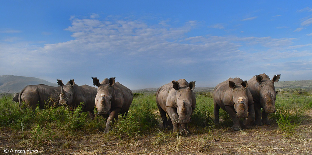 wilderness safaris akagera national park