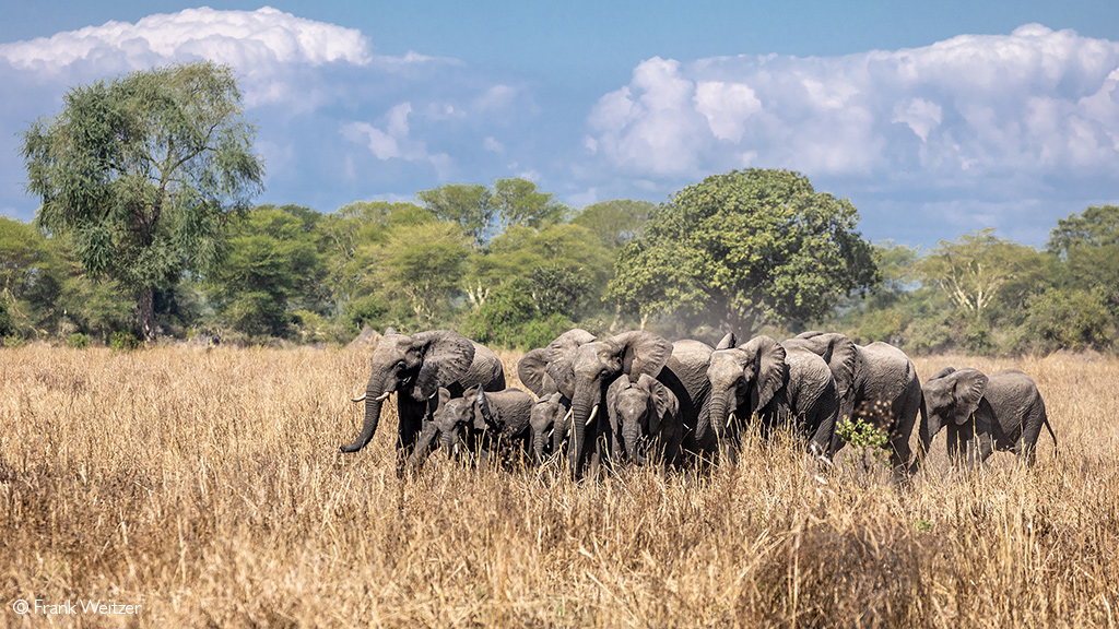 Malawi elephants