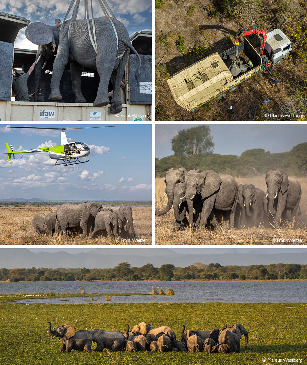 Malawi elephants