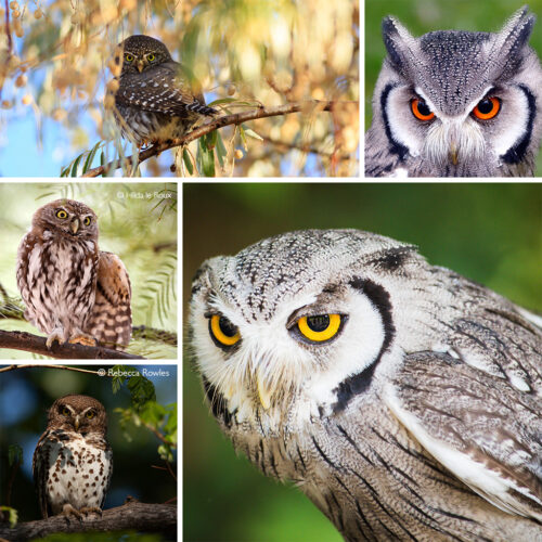 The miniature owls of Africa - Africa Geographic