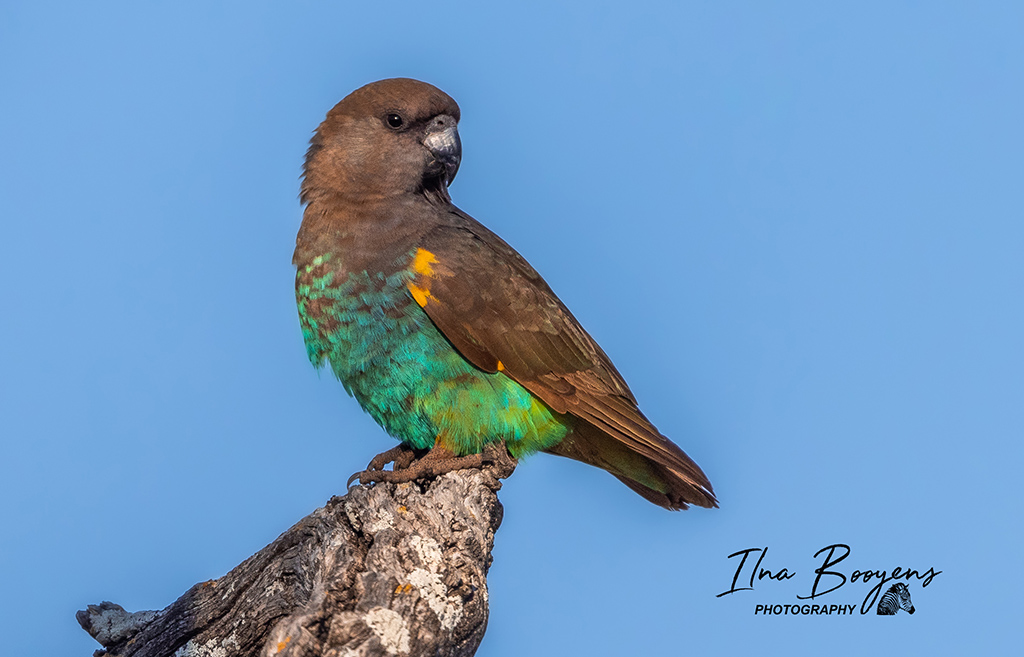 Meyer's parrot