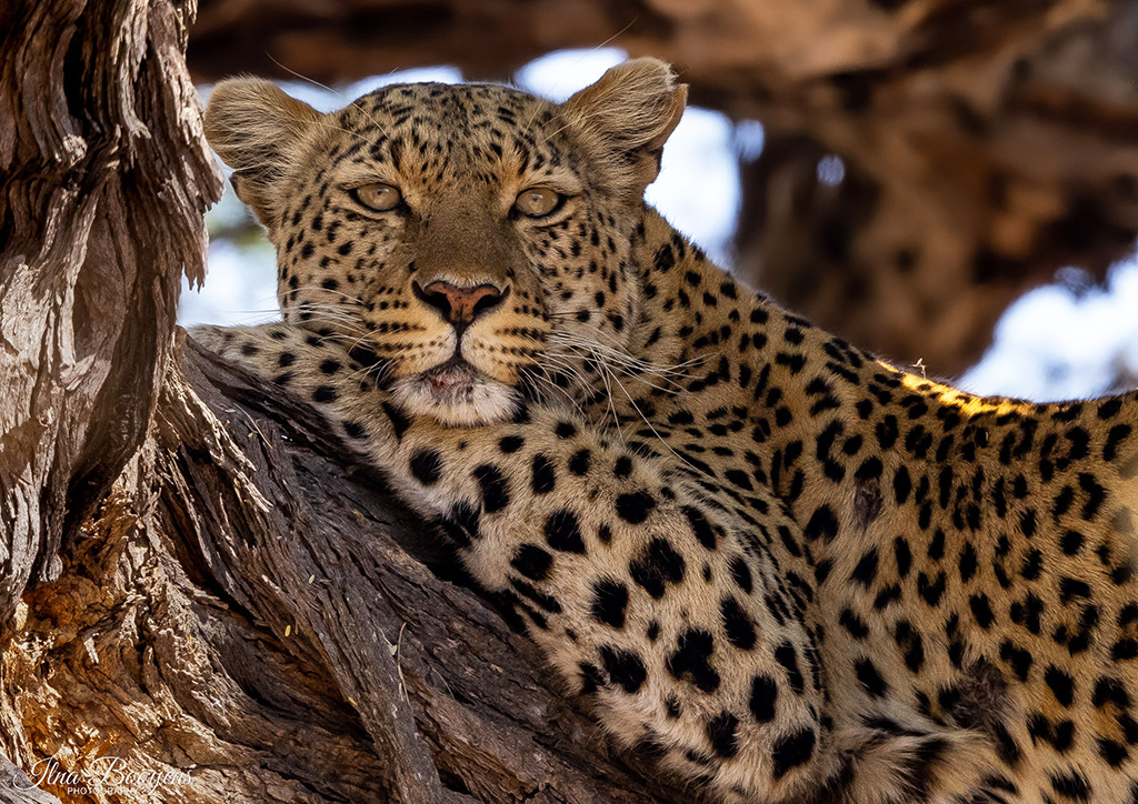 leopard in Khwai