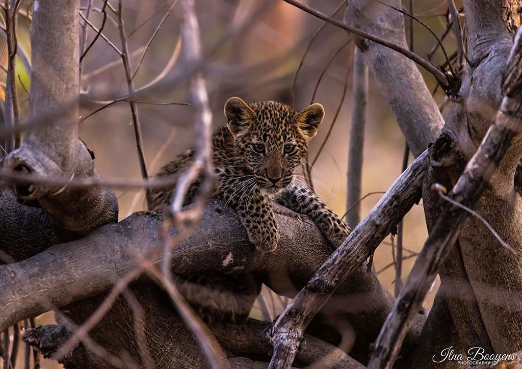 Leopard cub