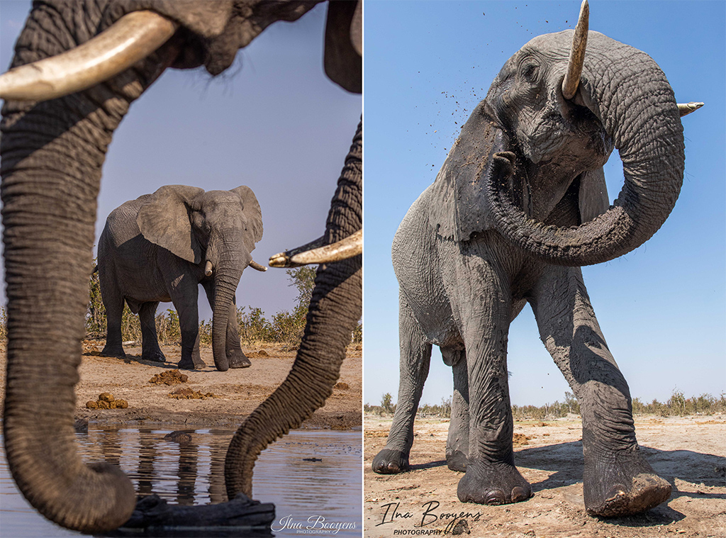 Elephants in Khwai