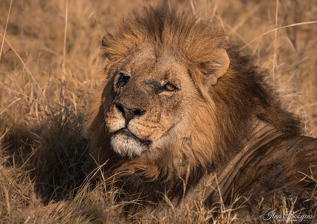 Battle scarred lion