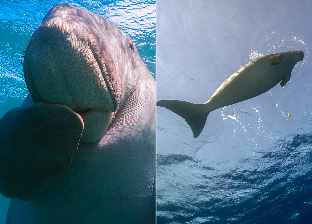 dugong