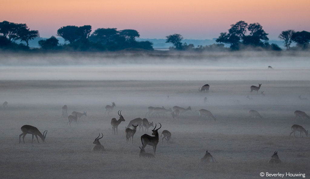 Kafue