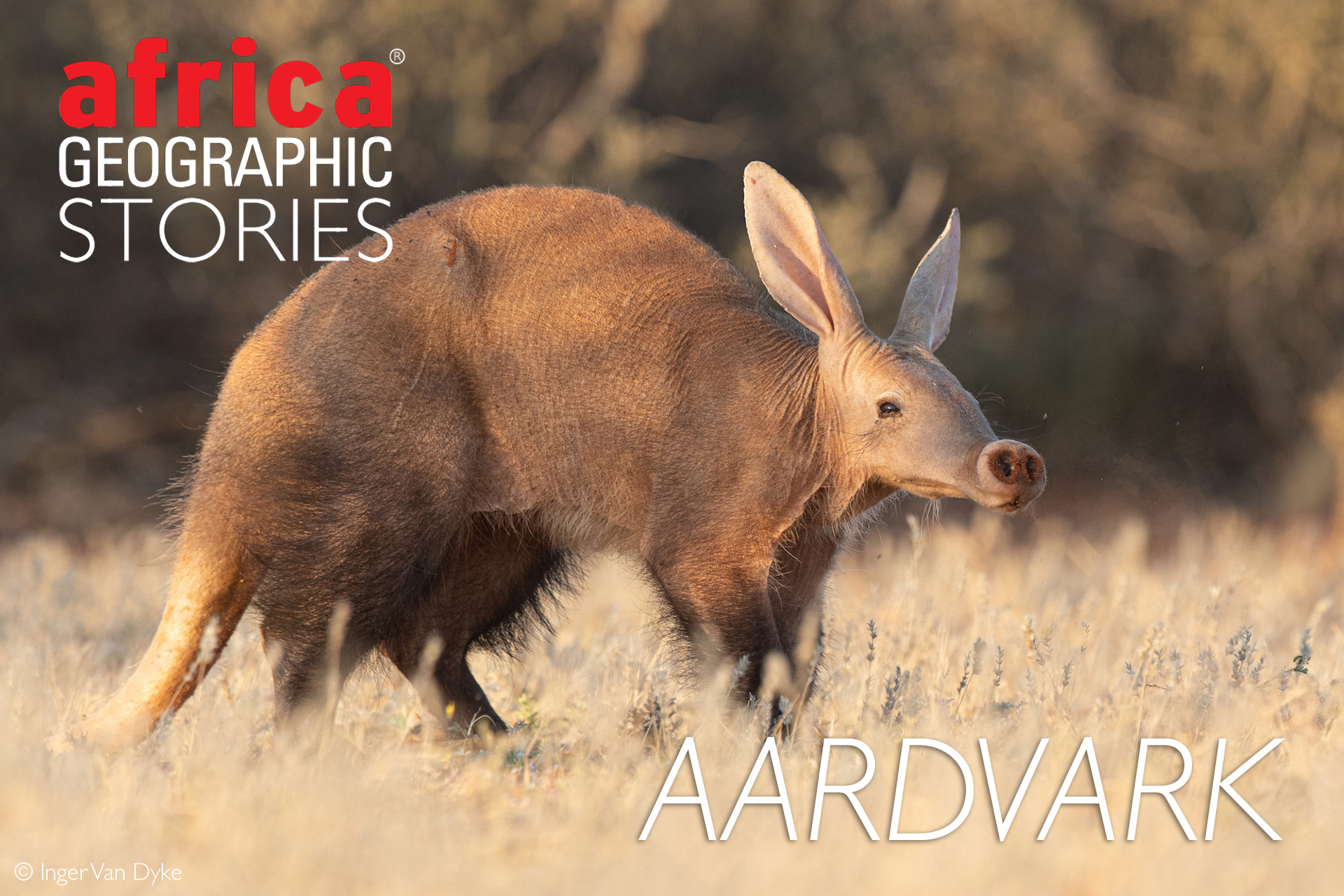 Aardvark - Africa Geographic