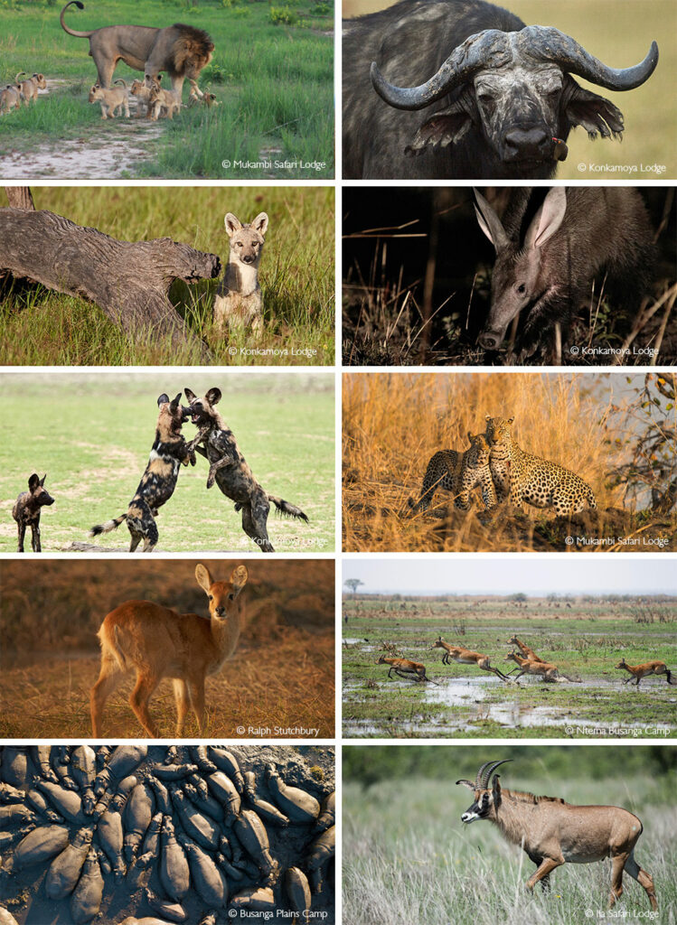 Kafue National Park - Africa Geographic