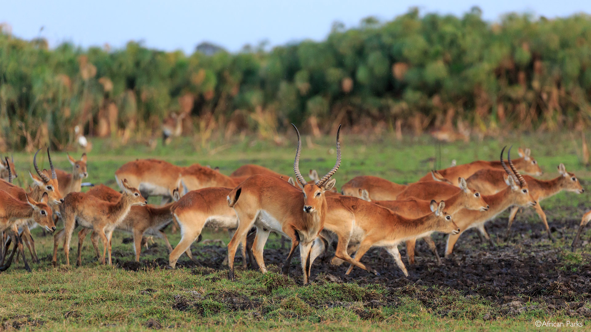 Lechwe, Kafue