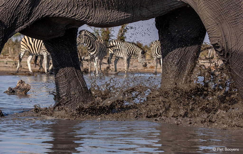 Elephant at underground hide