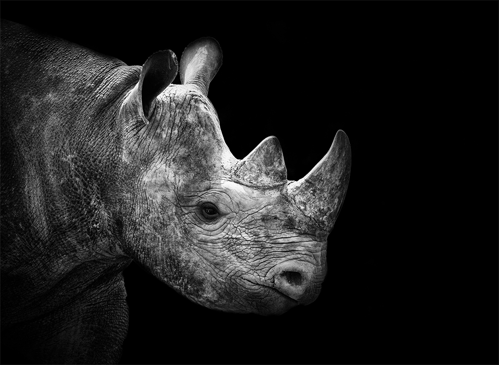 The state of Africa's rhino - Africa Geographic