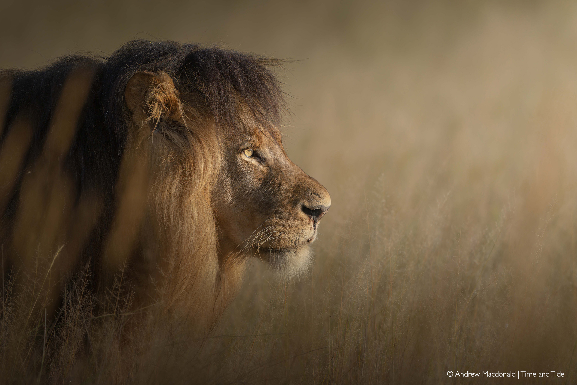 african wild lions