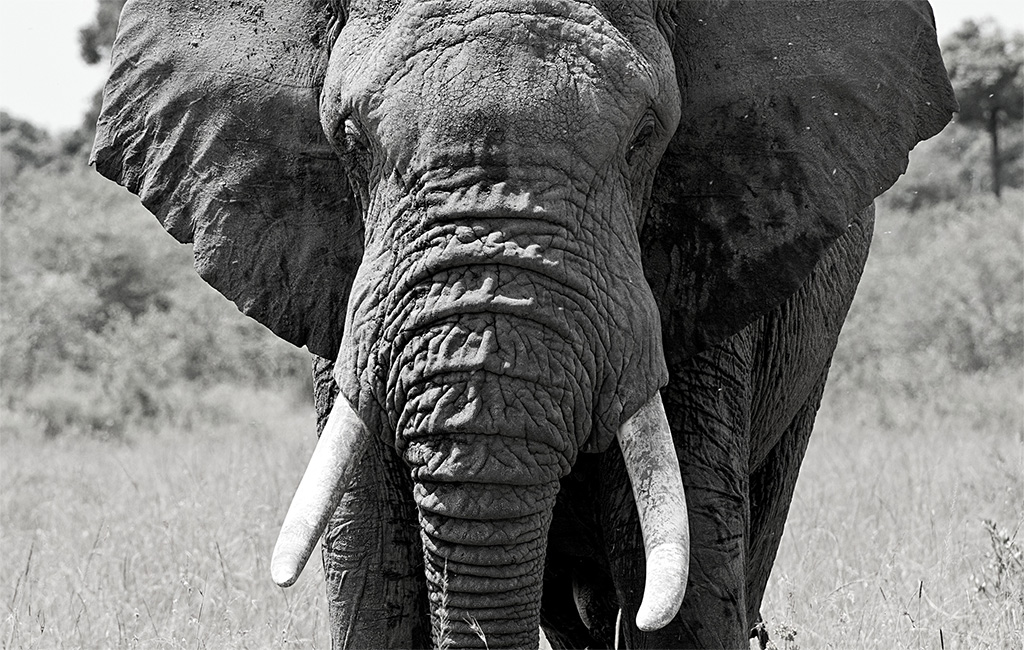 human-elephant conflict