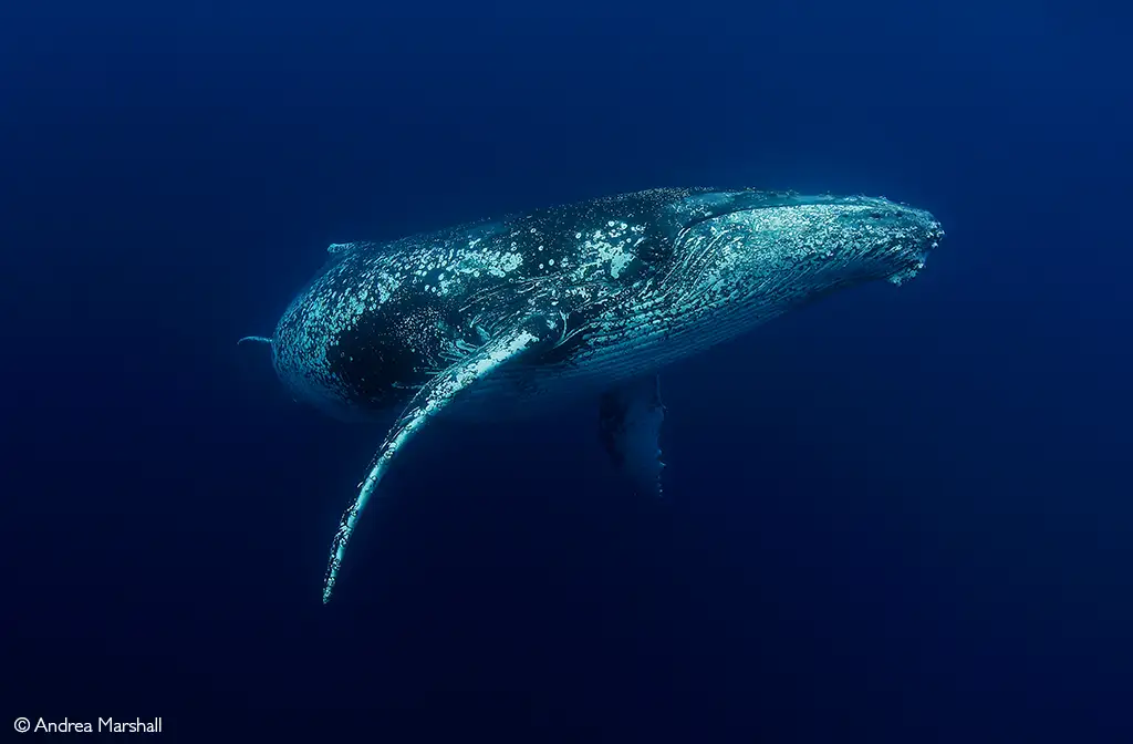 humpback whale