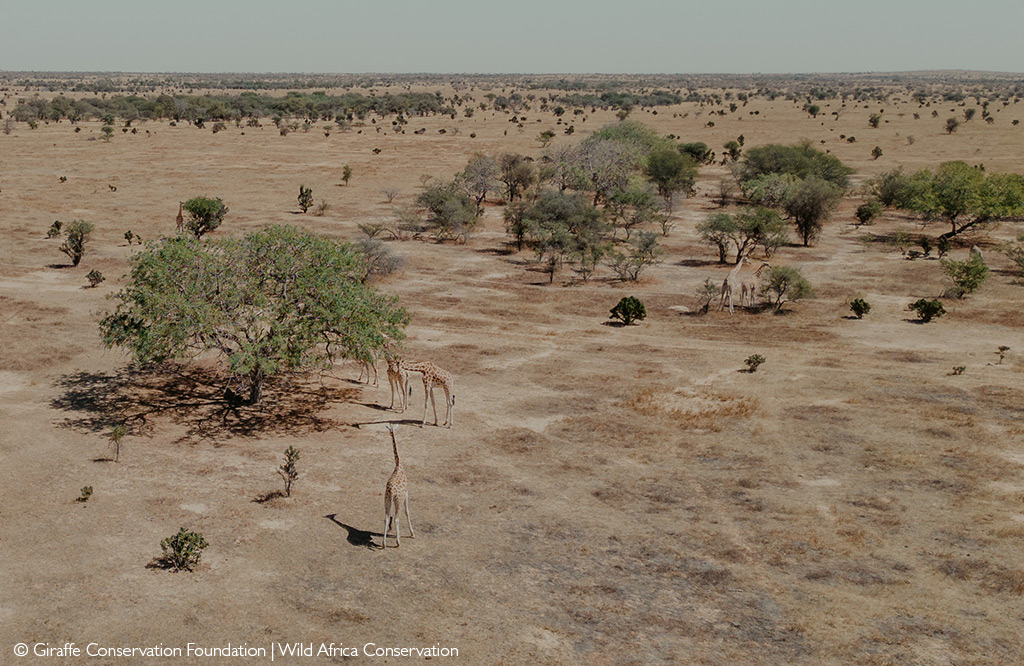 West African giraffe