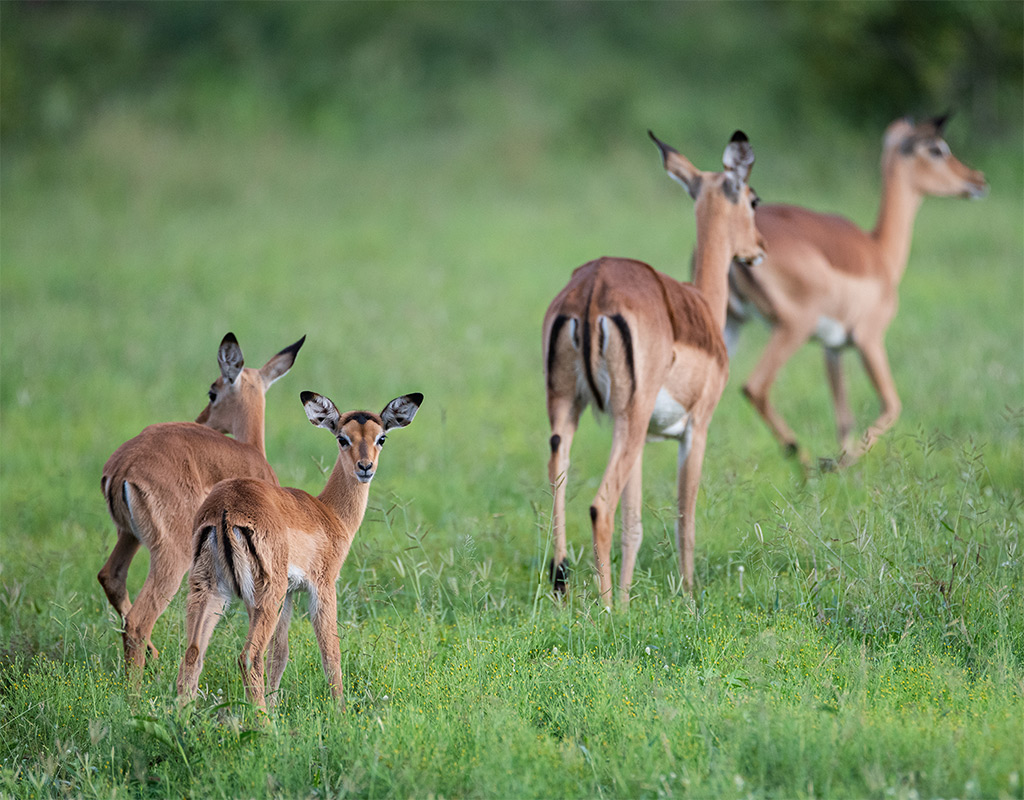 safari myths impala