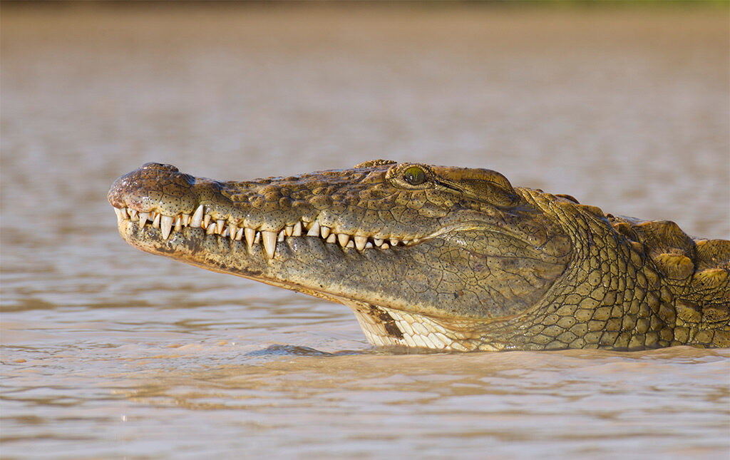 Crocodile