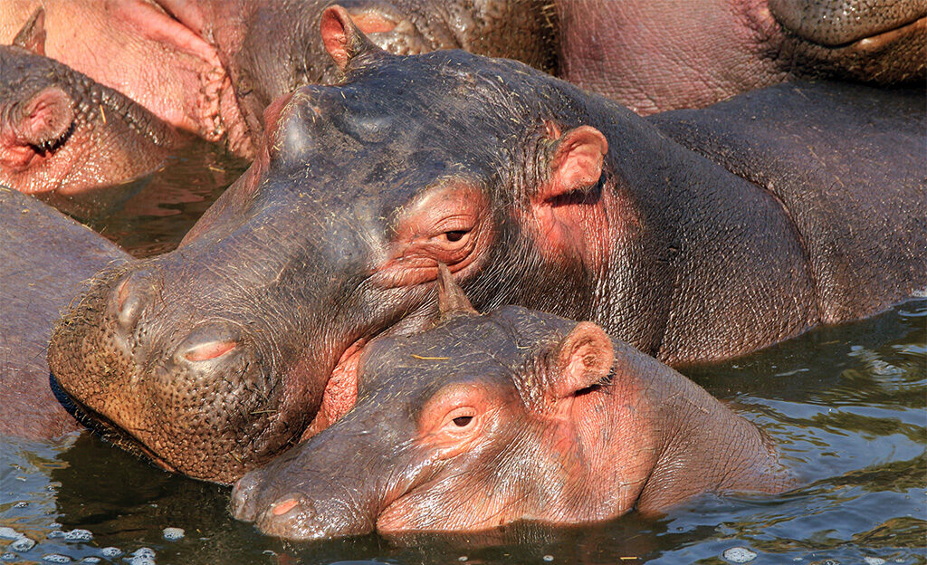 hippos