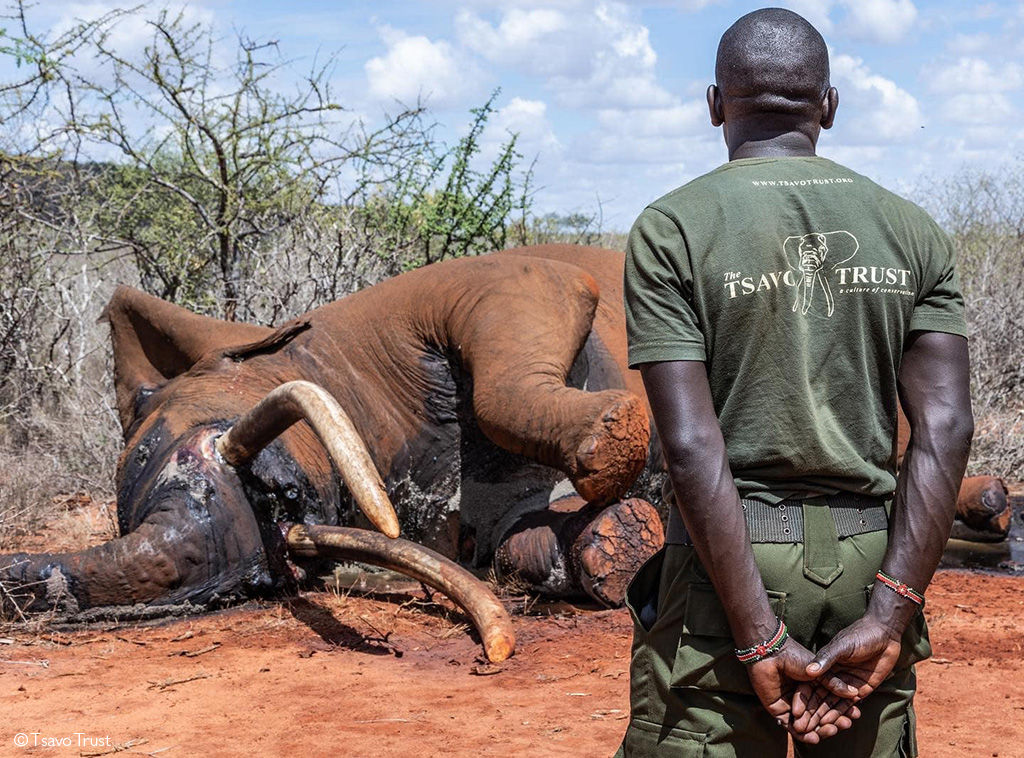 Tusker Lugard