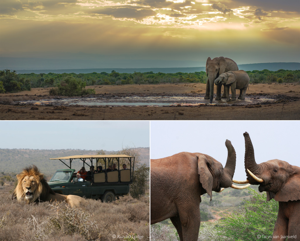 malaria-free safari