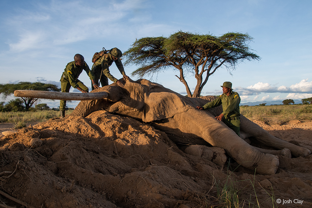 human-elephant conflict