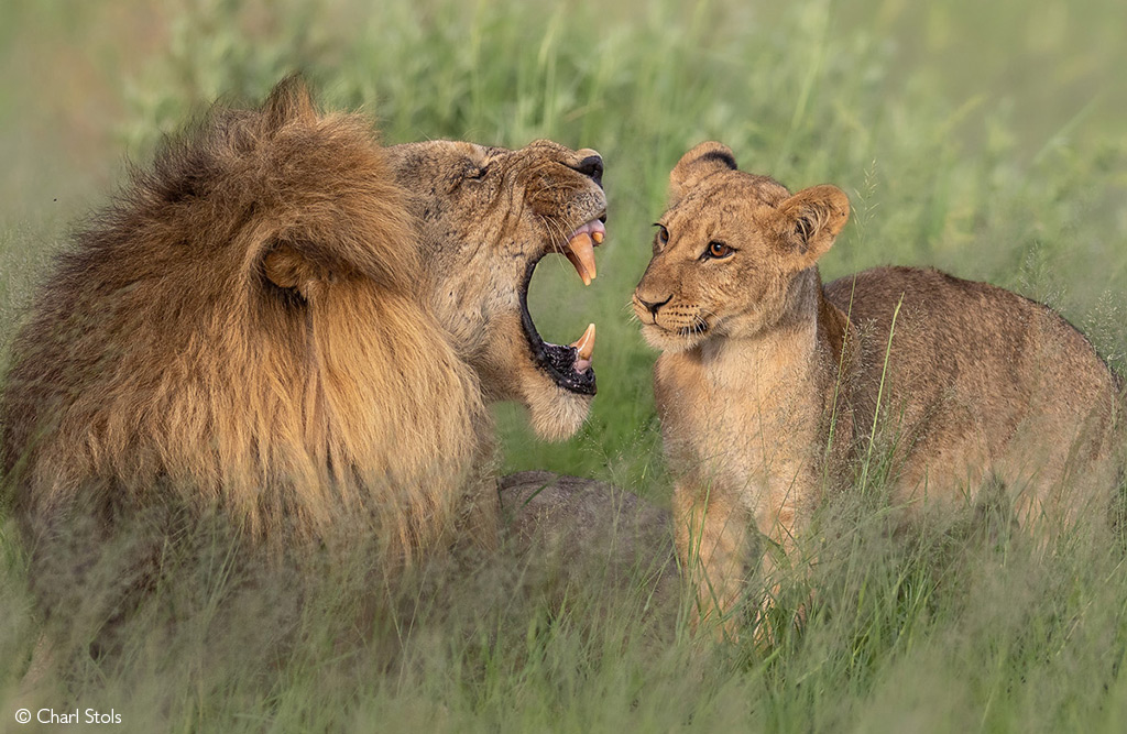 safari myths lions