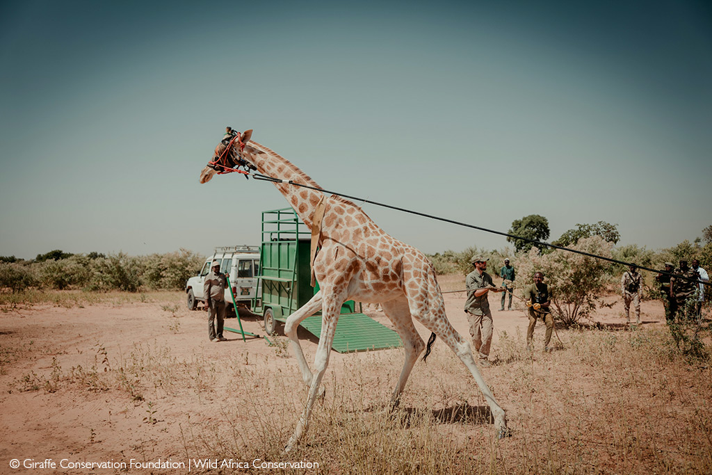 West African giraffe