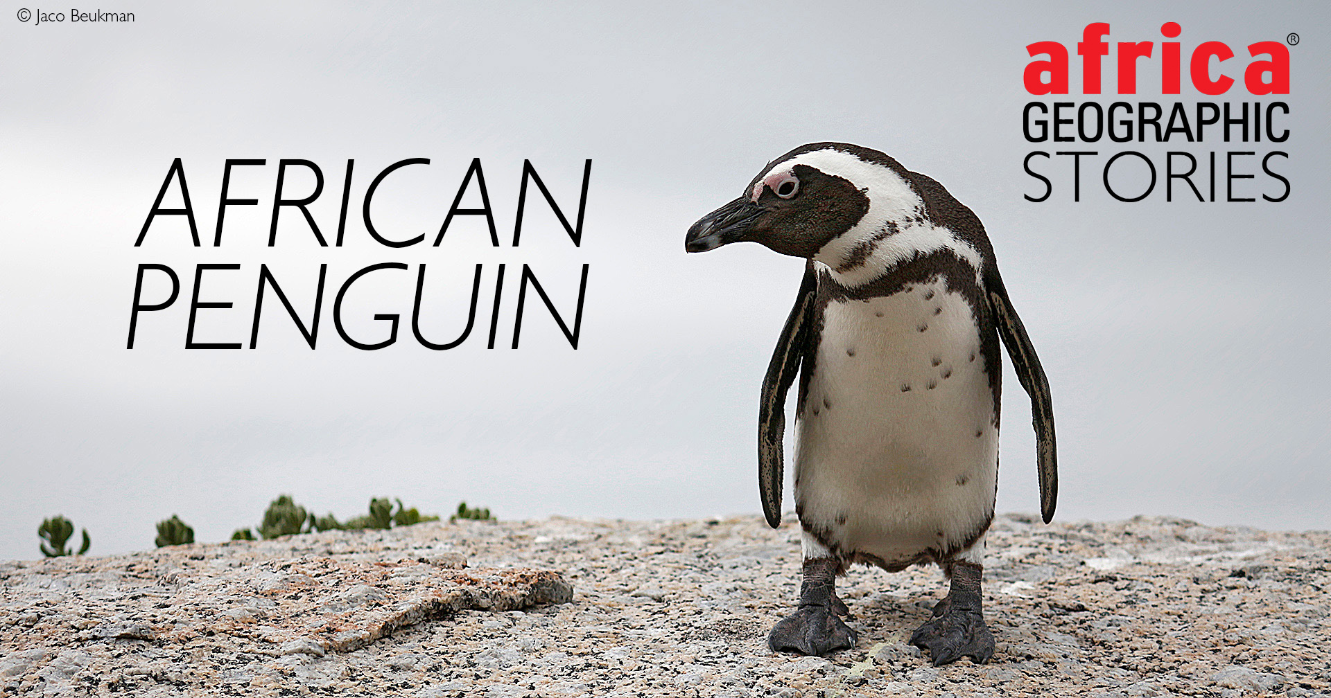 African penguin - Africa Geographic