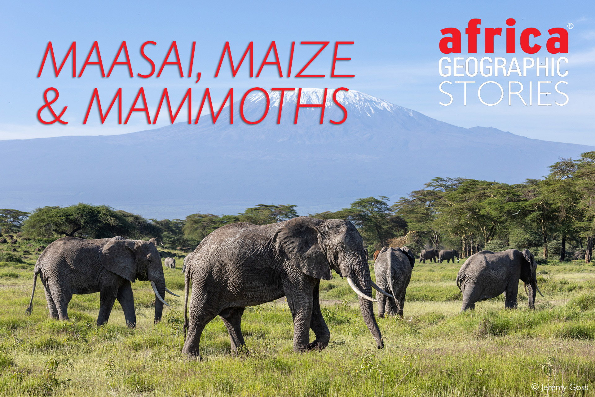 Maasai, maize and mammoths - human-elephant conflict in the Amboseli  ecosystem - Africa Geographic