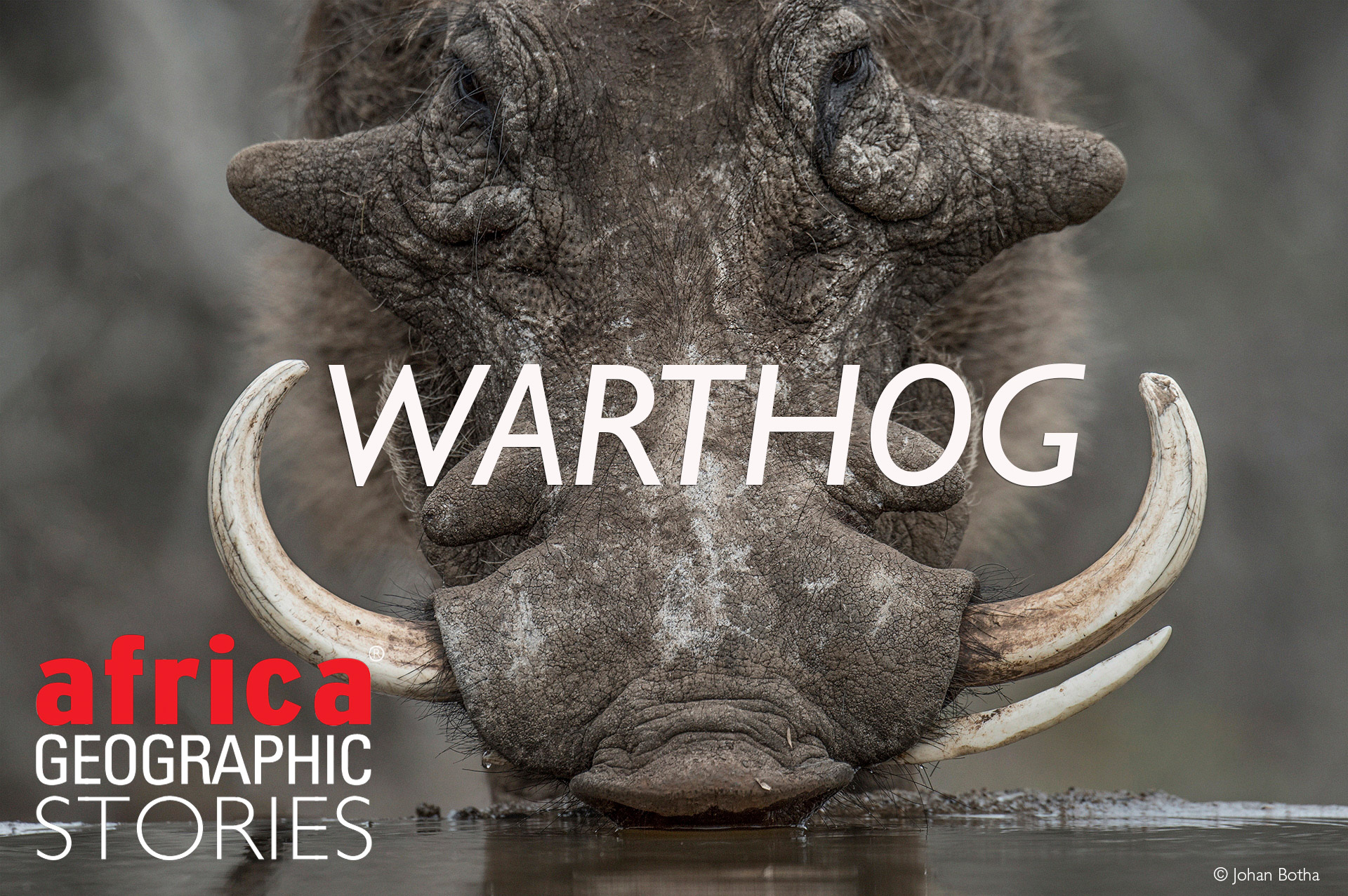 Warthog - Africa Geographic