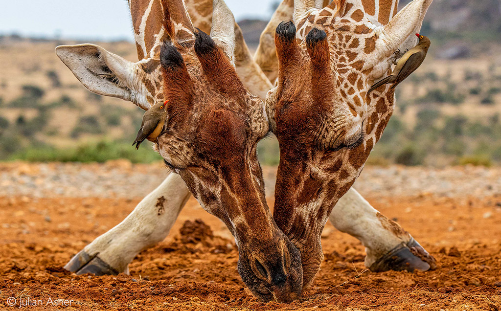 Calf Stretch – Julian L Livingstone