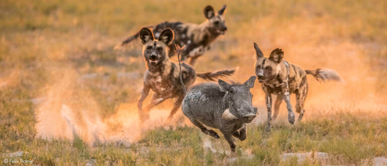 Warthog - Africa Geographic