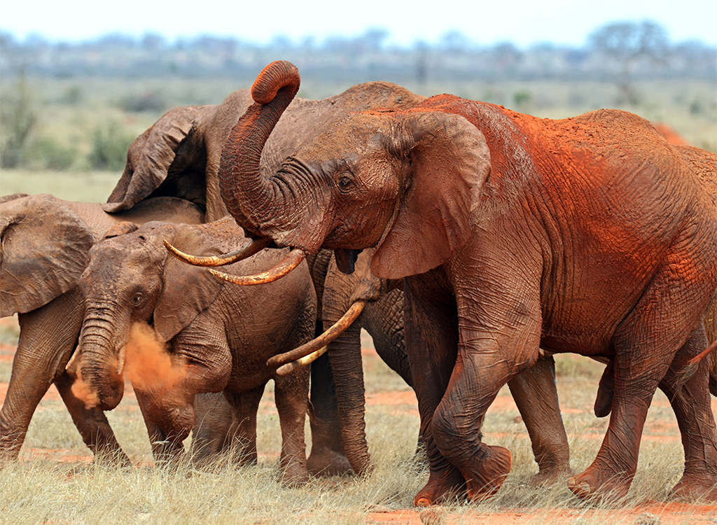 Tsavo Great Walk