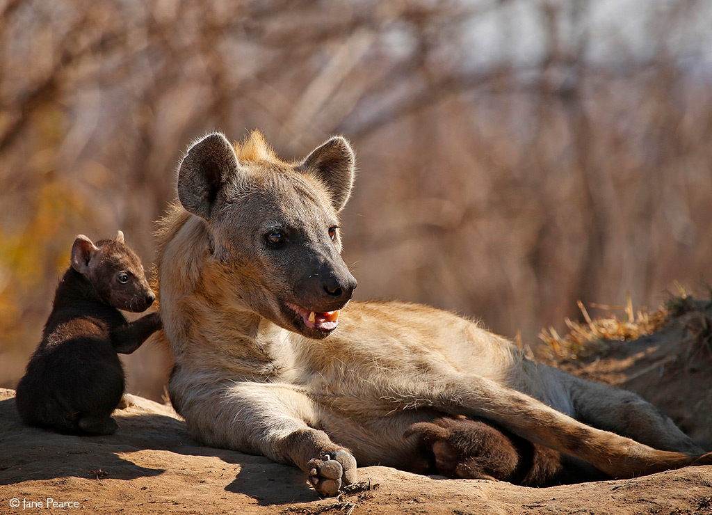 safari myths hyena